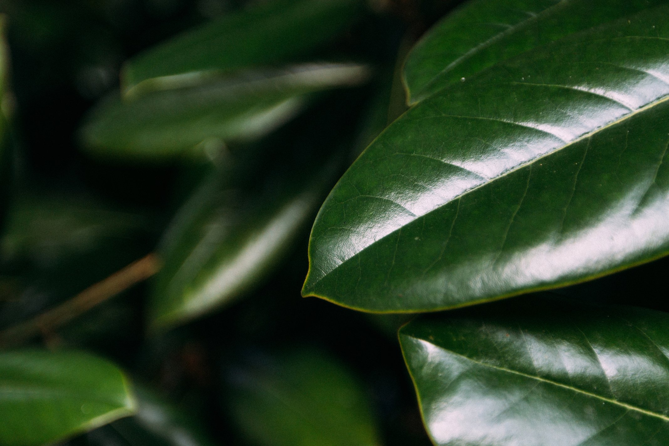 Juicy green magnolia leaves begin to turn yellow in early autumn
